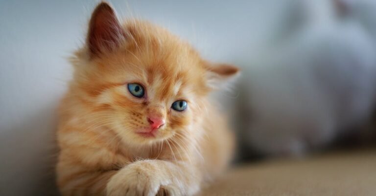 Cat Tips You Need To Know About