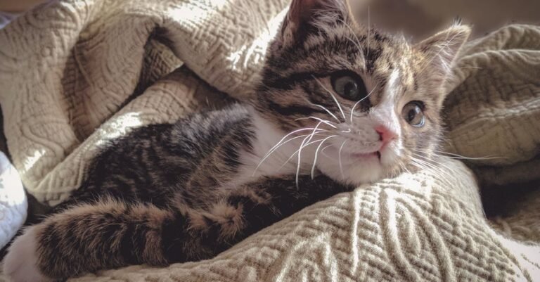 Cat Care: How To Be A Good Cat Parent