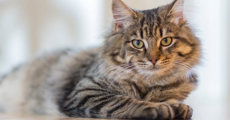 Top Tips To Help You Better Understand Cats